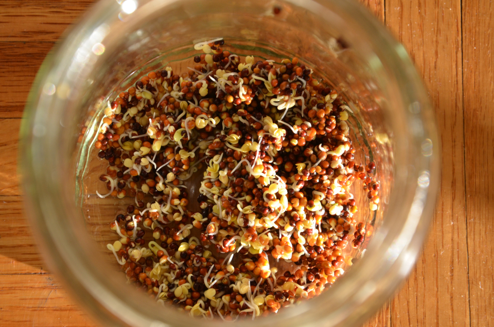 How to grow Broccoli Sprouts the new Superfood! » My Productive