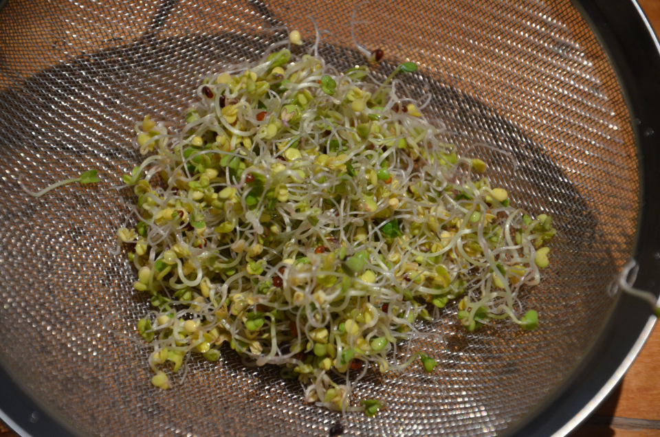 How to grow Broccoli Sprouts the new Superfood! » My Productive