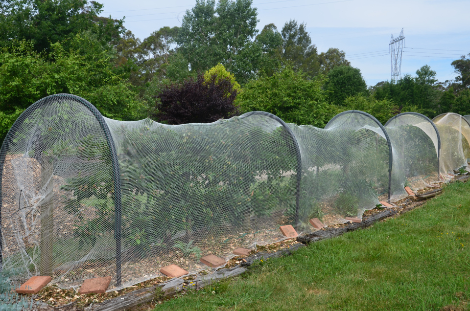 Saving the Apple crop! » My Productive Backyard » Learn to Grow your