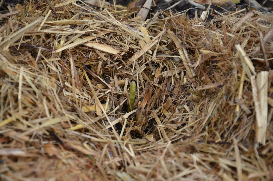 Young Asparagus seedling 