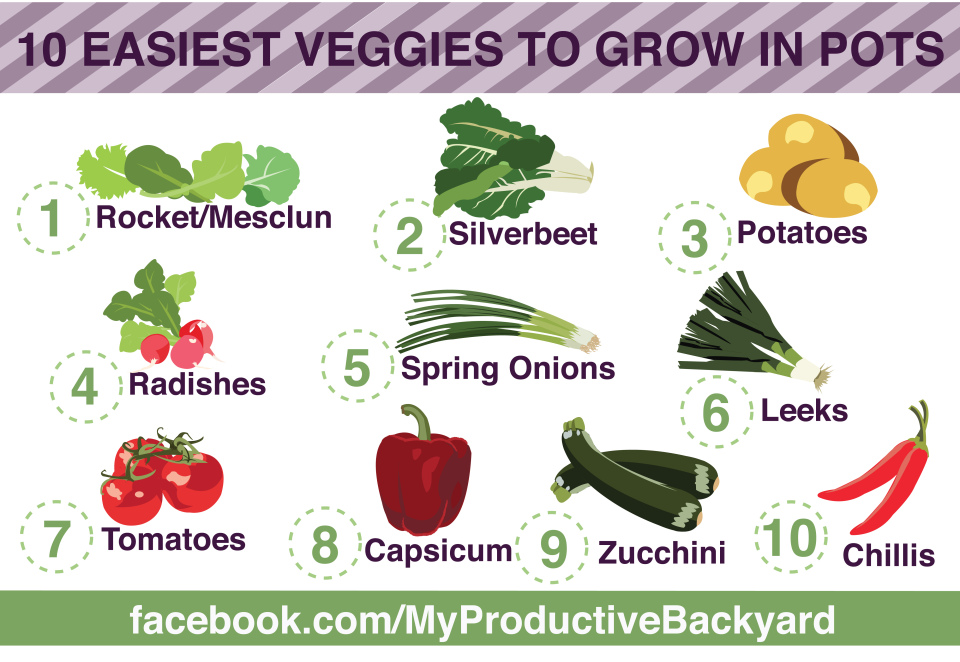 10 EASIEST VEGGIES TO GROW IN POTS INFOGRAPHIC » My Productive Backyard