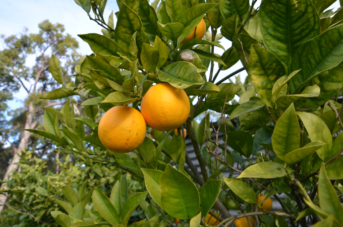 orange tree grow citrus plant in pots