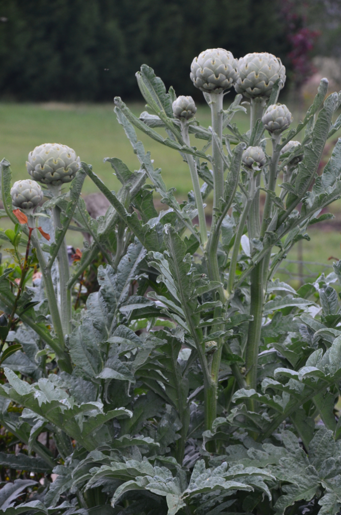 Growing Globe Artichokes My Productive Backyard