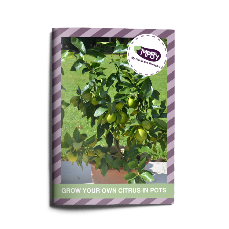 Growing Citrus in Containers eBook My Productive Backyard
