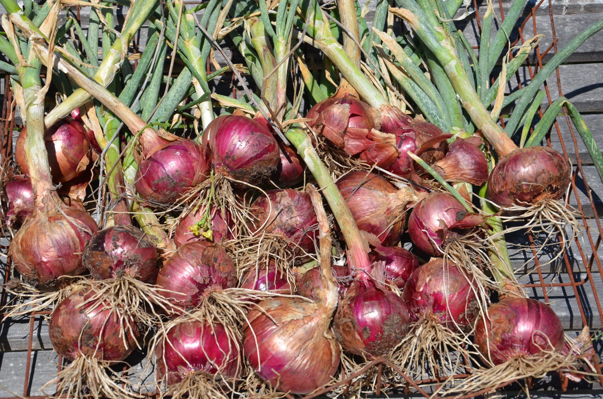 How to Grow Organic Onions My Productive Backyard