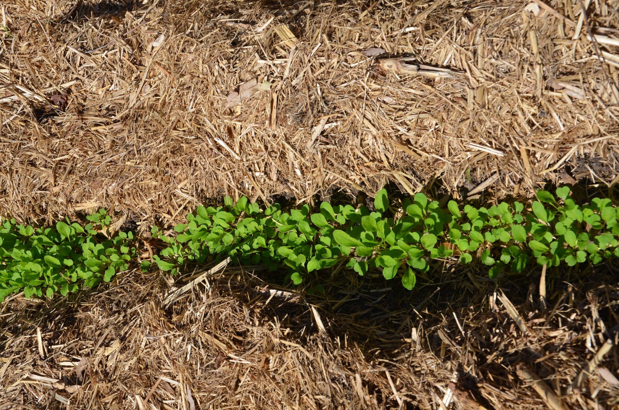 Mulcha great addition to the garden but only if it is weed free. My Productive Backyard
